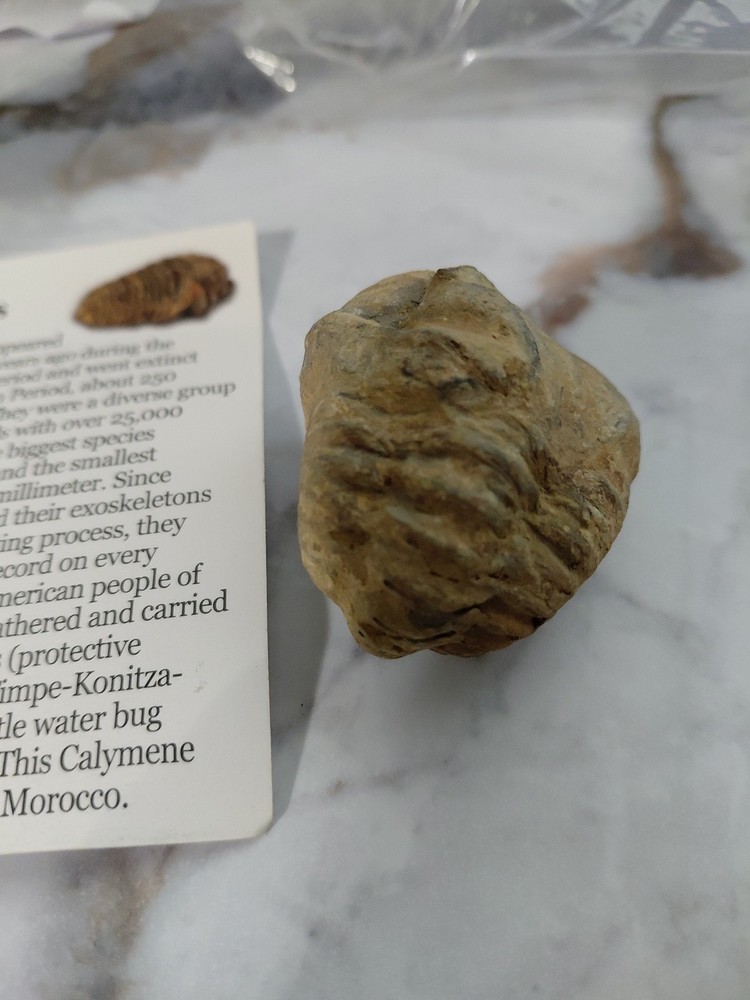 Trilobite Fossil From Morocco