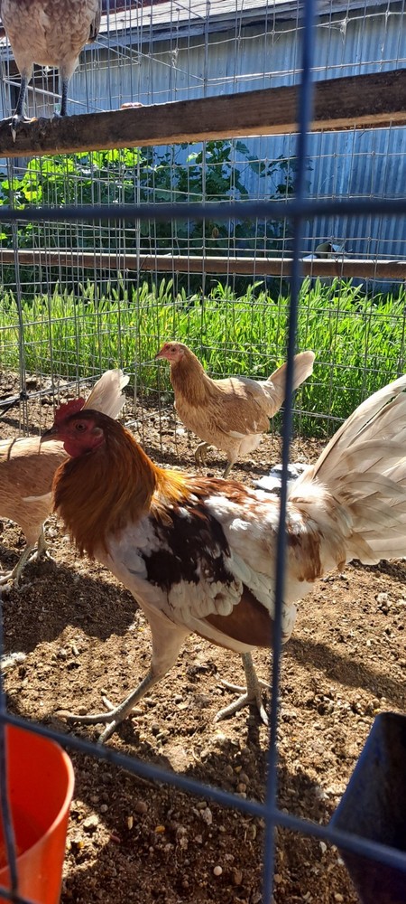 Chicken Hatching Eggs 6 + Spartan Blues