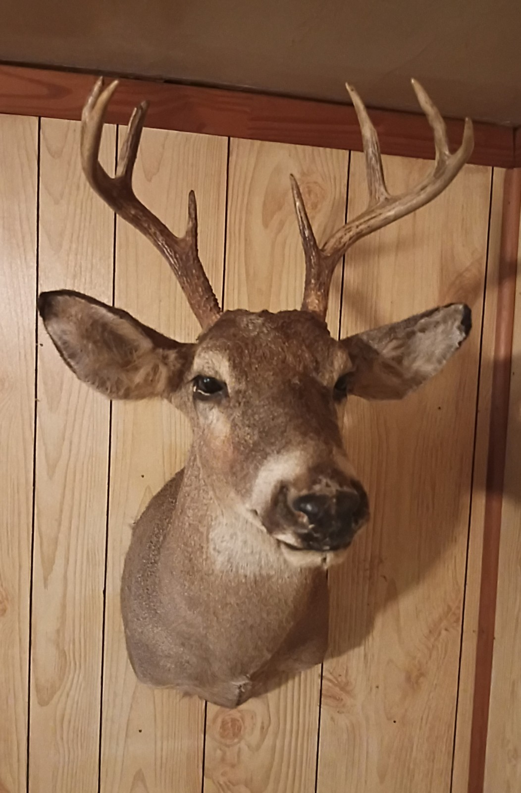 8 Point Whitetail Deer Head Shoulder Wall Mount Antlers Taxidermy