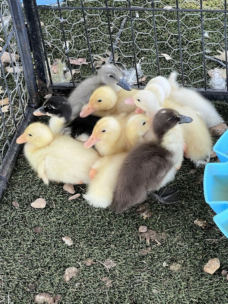 12 Fertilize Ducks Eggs