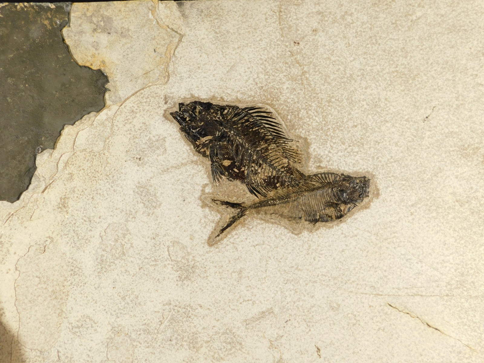 Two! SPECIES Rare Priscacara FISH Fossil and Diplomystus On HUGE Matrix Wyoming