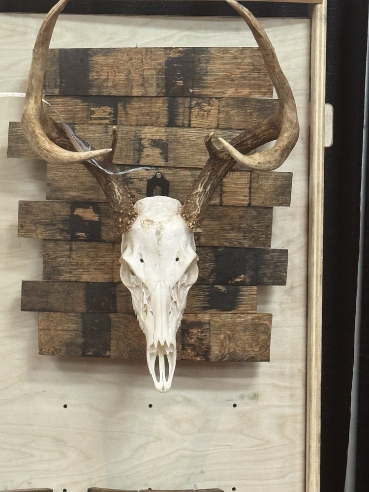Rustic Bourbon Barrel Broken Stave Skull Plaques “Free Shipping”