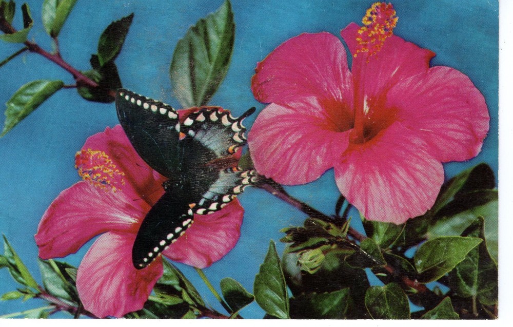 THE SCARLET HIBISCUS  - PC5120