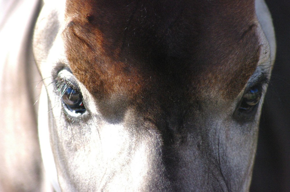 Okapi Taxidermy Reference Photo Cd