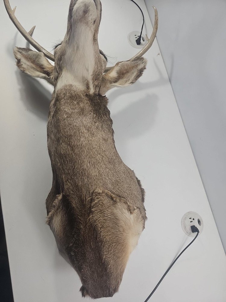 Authentic White-Tailed Deer Head Wall Mount Taxidermy