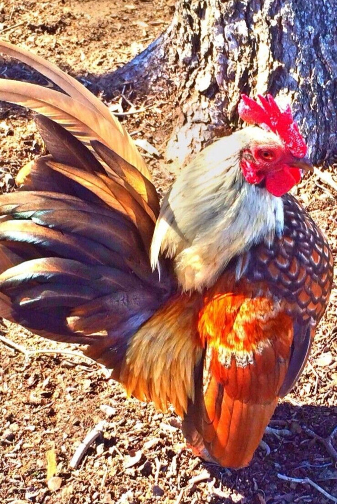 6 NPIP/AI CLEAN SERAMA BANTAM HATCHING EGGS ●SHOW QUALITY●MICRO MINI TEA CUP