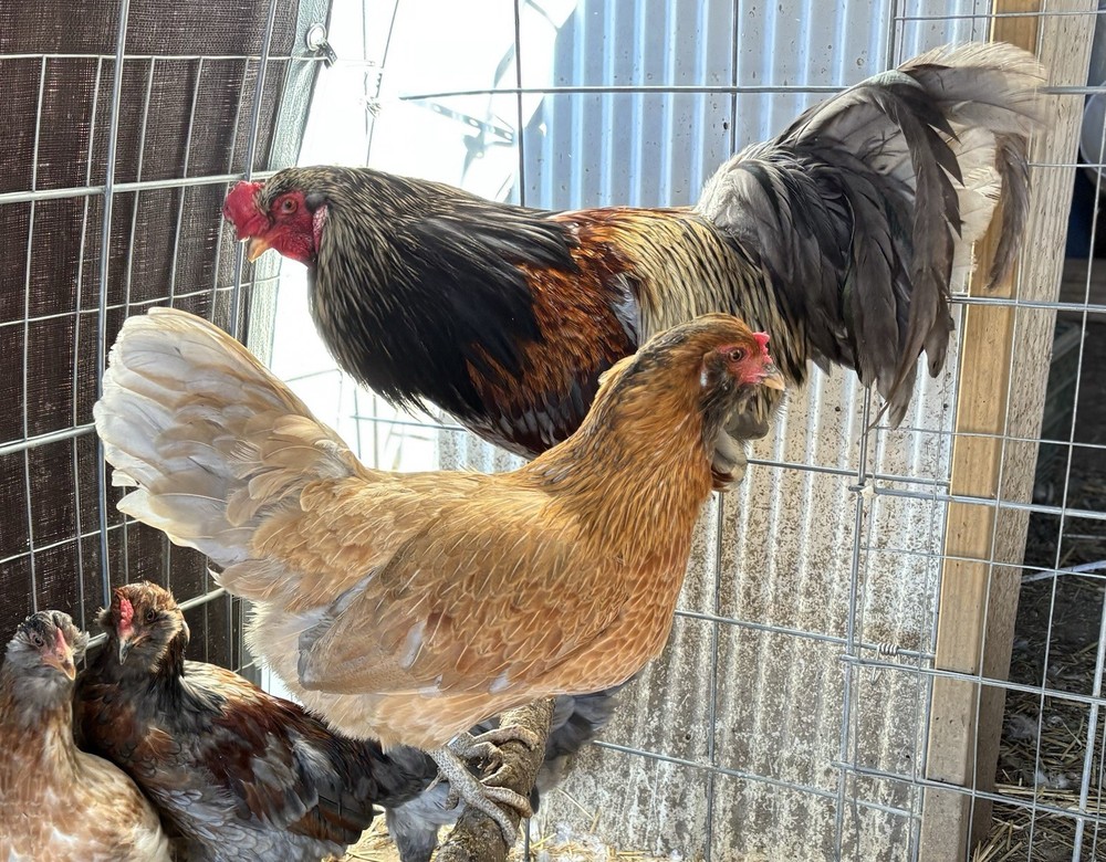 Whiting True Blue hatching eggs (12 Eggs)