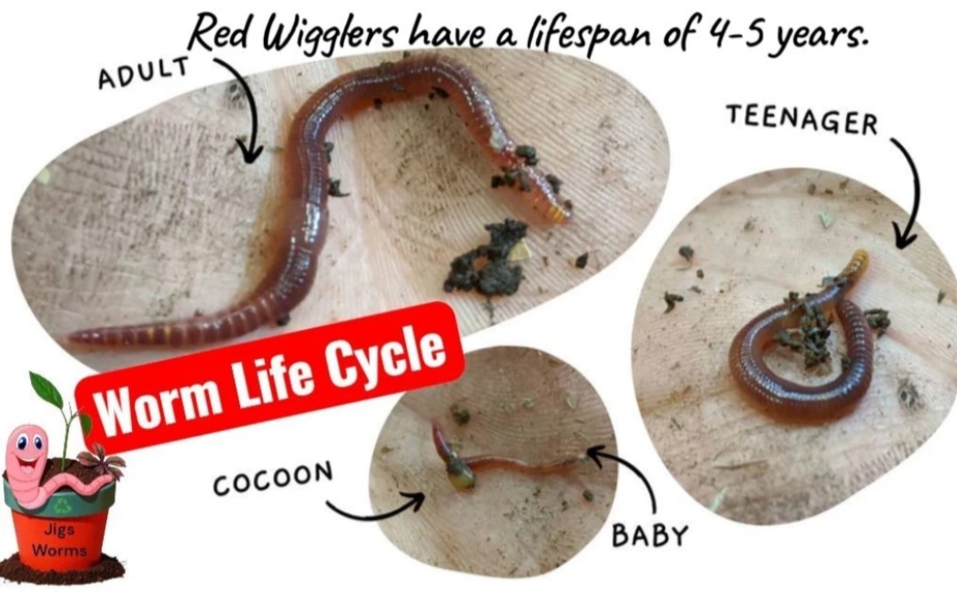 (JIGS) Live PURE Red Wiggler Composting Worms, FREE SHIPPING! No Manure!