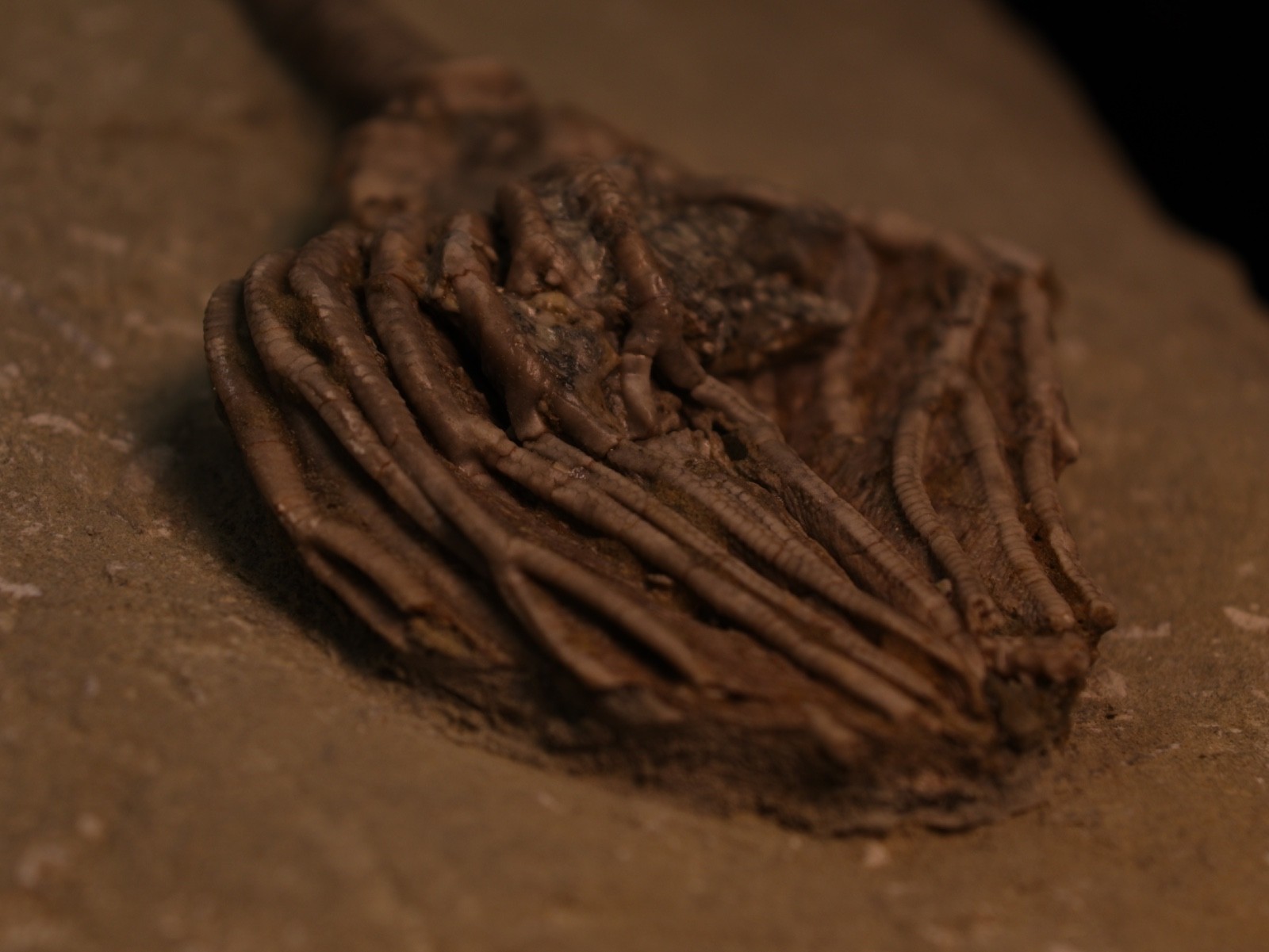 Well-Coiffured Crinoid Fossil, Crawfordsville, IN