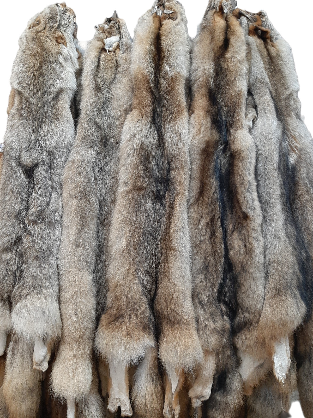 Eastern Coyote Pelt (LG-1X)