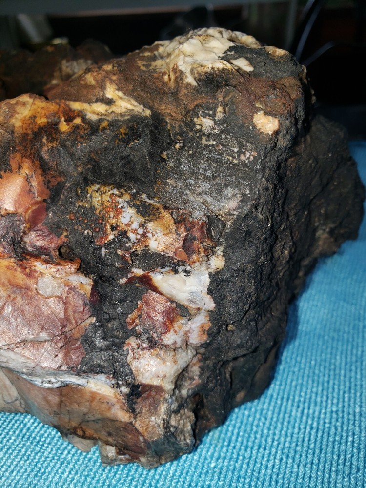 Agatized Opalized Petrified Oregon Fire-scorched Driftwood