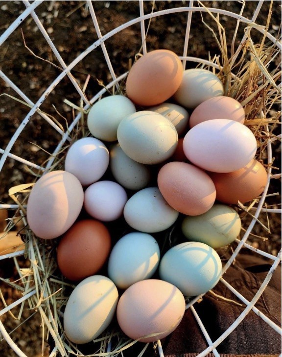 6+ Barnyard Mix Hatching