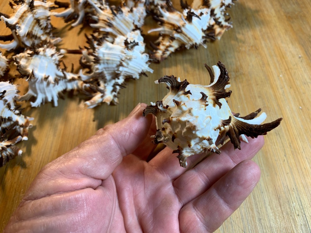 2 Large Long Spine Endive Murex Seashells Crafts Decor Shells Free Ship!