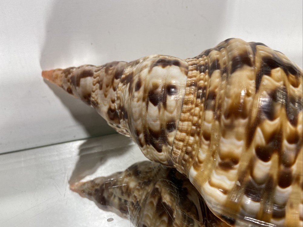 Seashell Large Size From Collection Rare and Beautiful