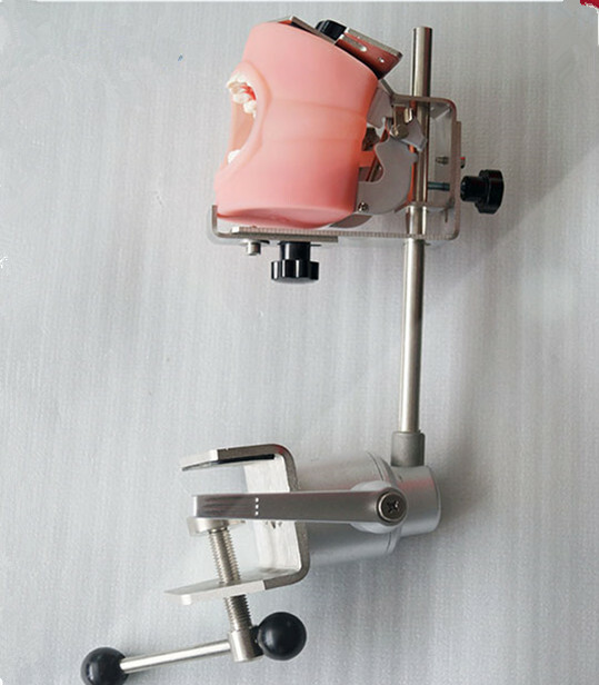 Dental phantom head model with Replacement Teeth simulator Bench mounted AU