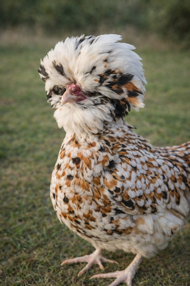 Polish Tolbunt & Buff Laced Fertile Hatching Eggs - 4 Count