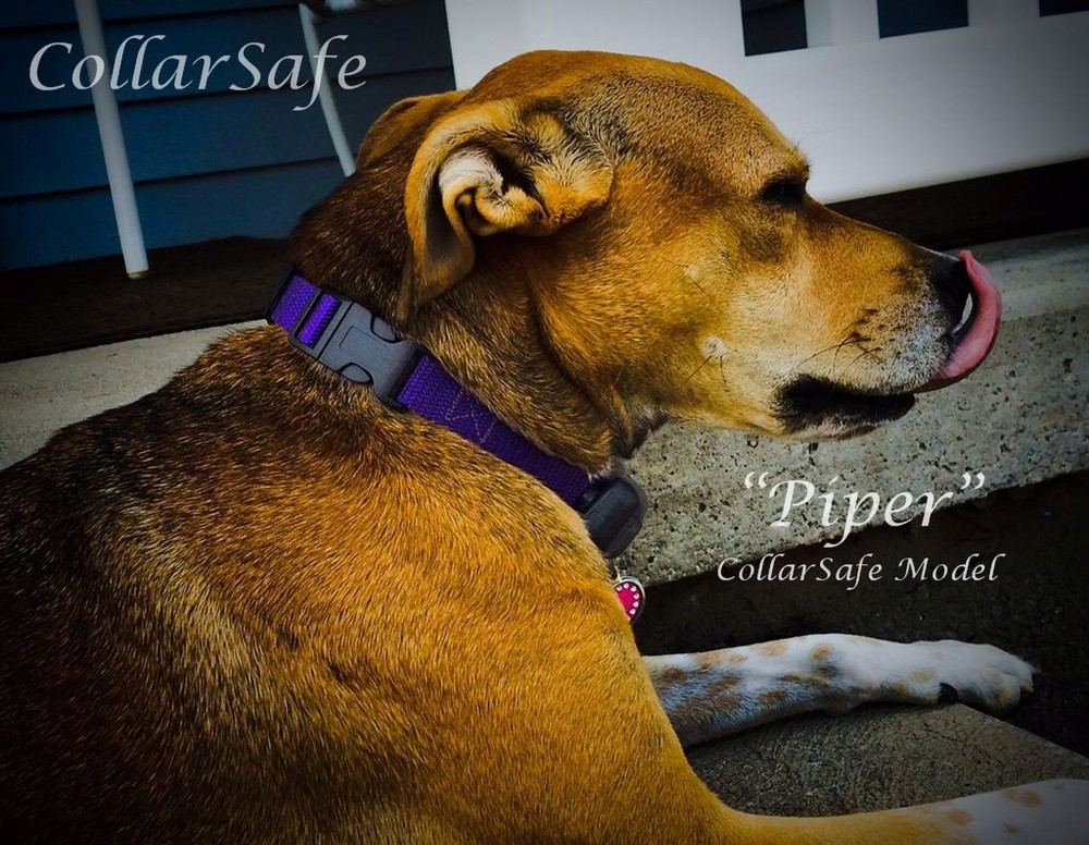 "Basic" Replacement Collar Strap FITS Perimeter WiFi Wireless Fence FITS Petsafe