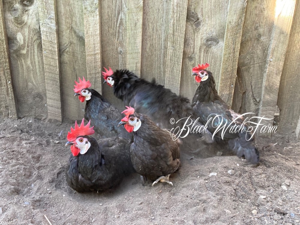 6+ White-Faced Hatching Eggs NPIP-Certified Critically Endangered