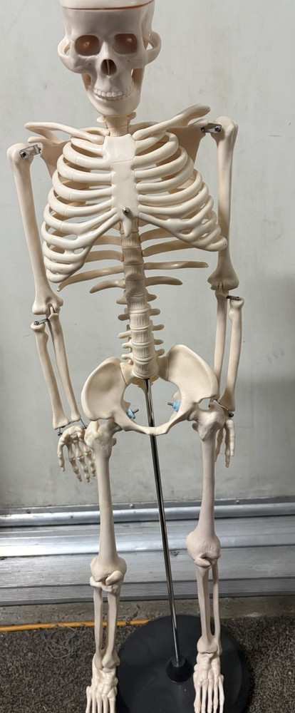 Scientific Anatomical Skeleton Model