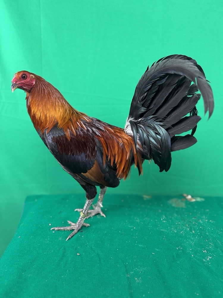 12+ Chicken Hatching Eggs