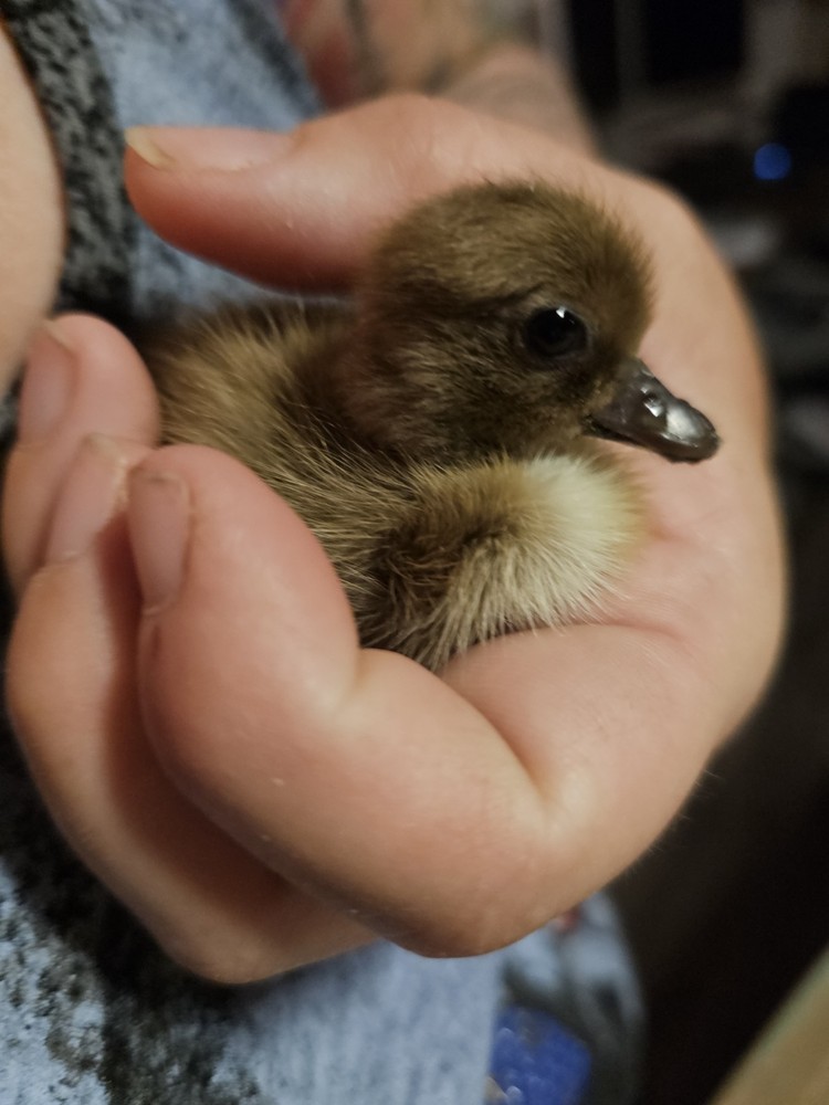 6 + Show Quality Call Duck Hatching Eggs