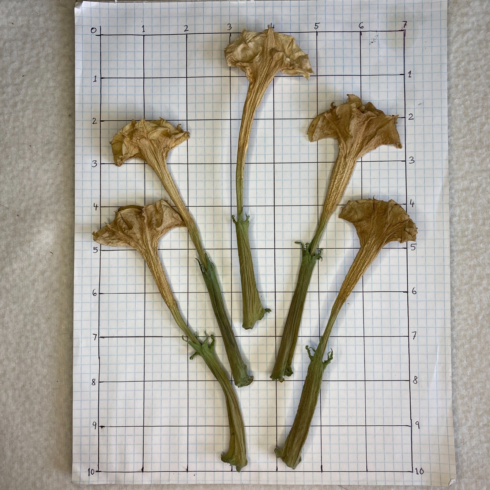 Datura Inoxia Flowers 25 Dried Moonflower 2025 Floral Craft Organic Thornapple