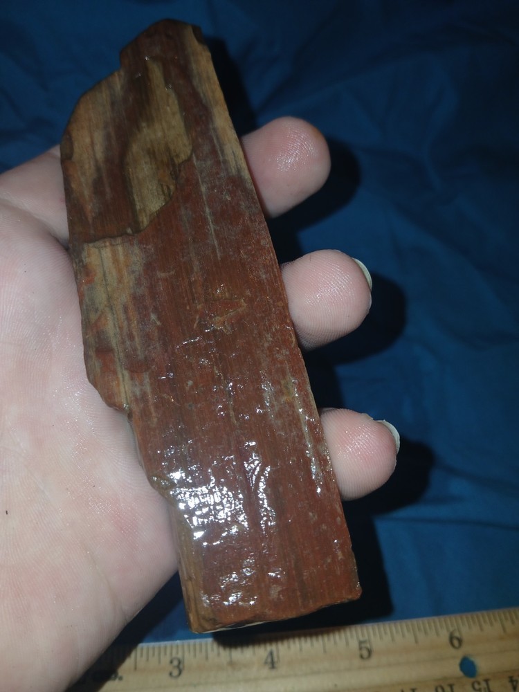 5 oz Agatized Petrified Wood