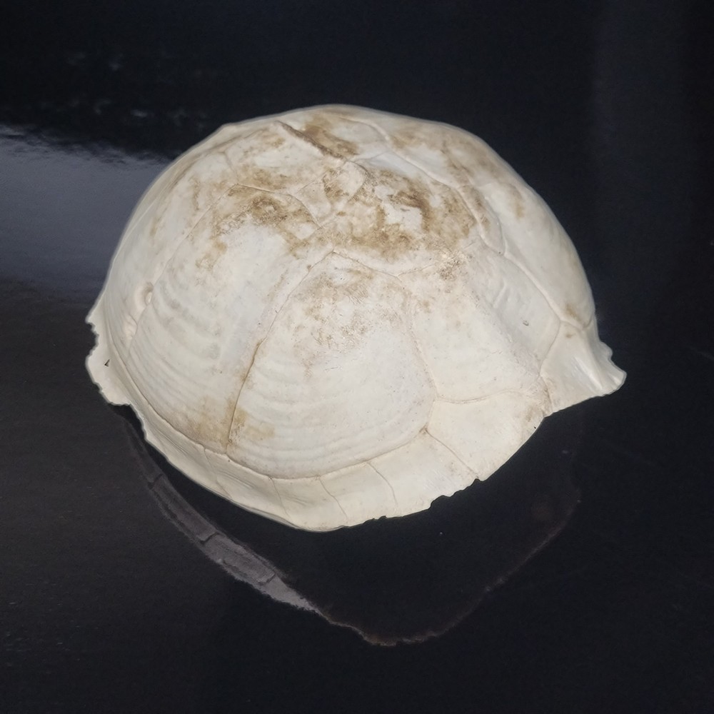 BLEACHED FOSSILIZED REPTILE BONE Skeleton TURTLE SHELL #1