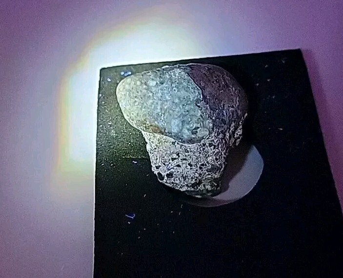 Full Dinosaur Fossil Skull Authentic