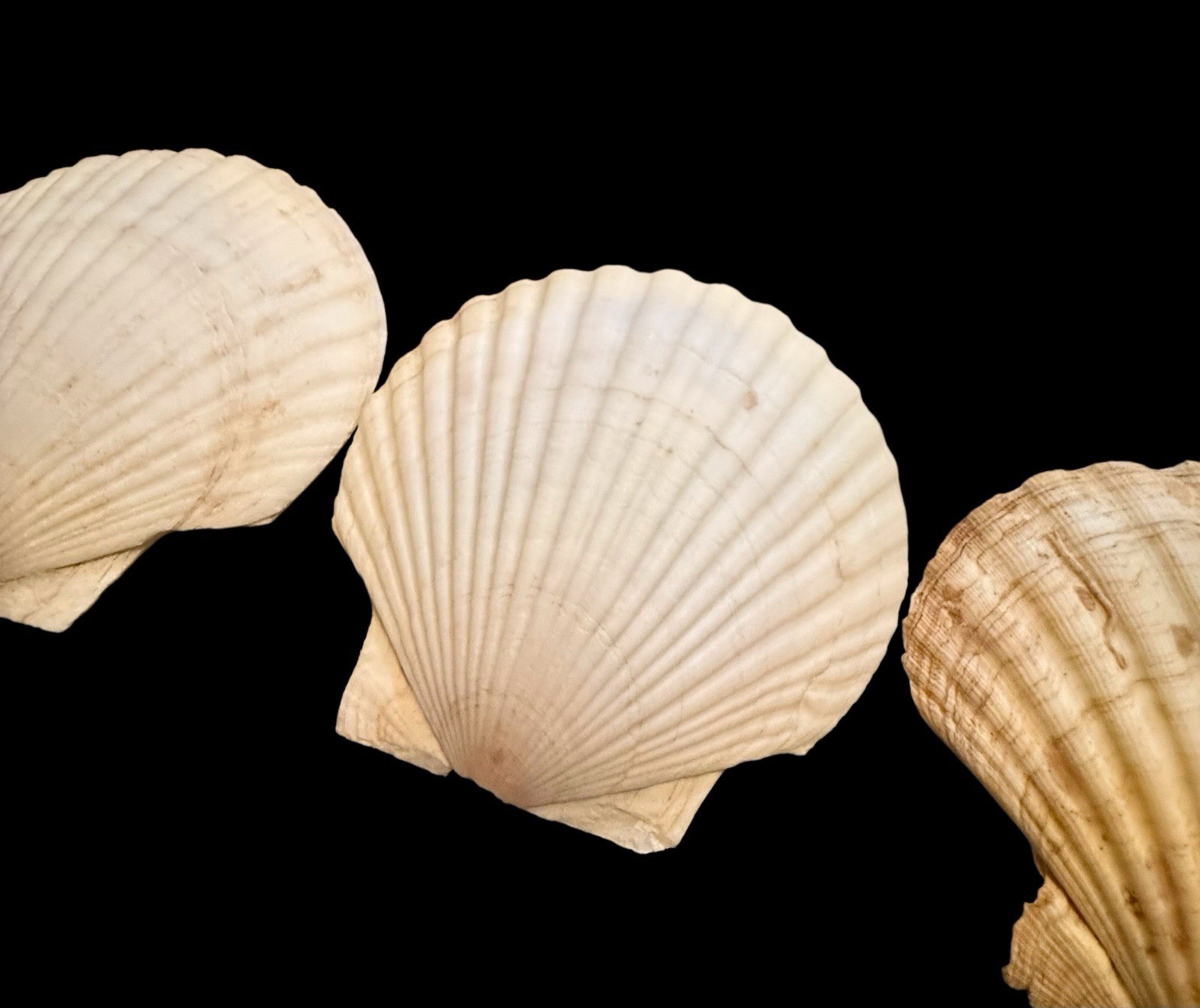 Lot Of 4 VINTAGE 5" REAL CLAM SHELL Gulf Of America Aka Mexico