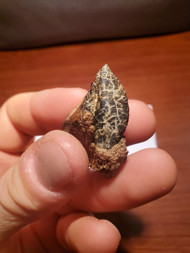 Triceratops Tooth (Unworn!)