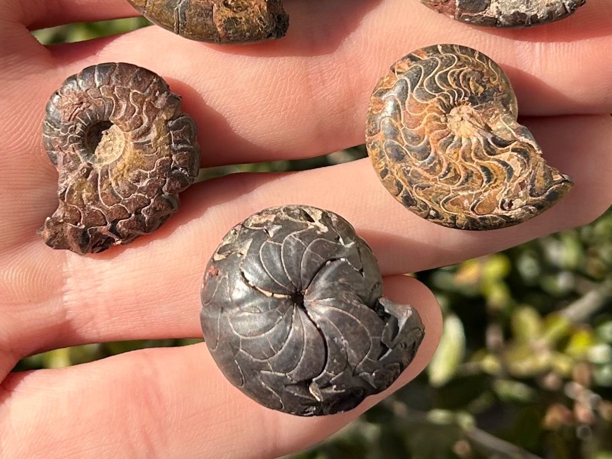 Fossil Goniatites LOT OF 5 Morocco Ammonite Devonian Age
