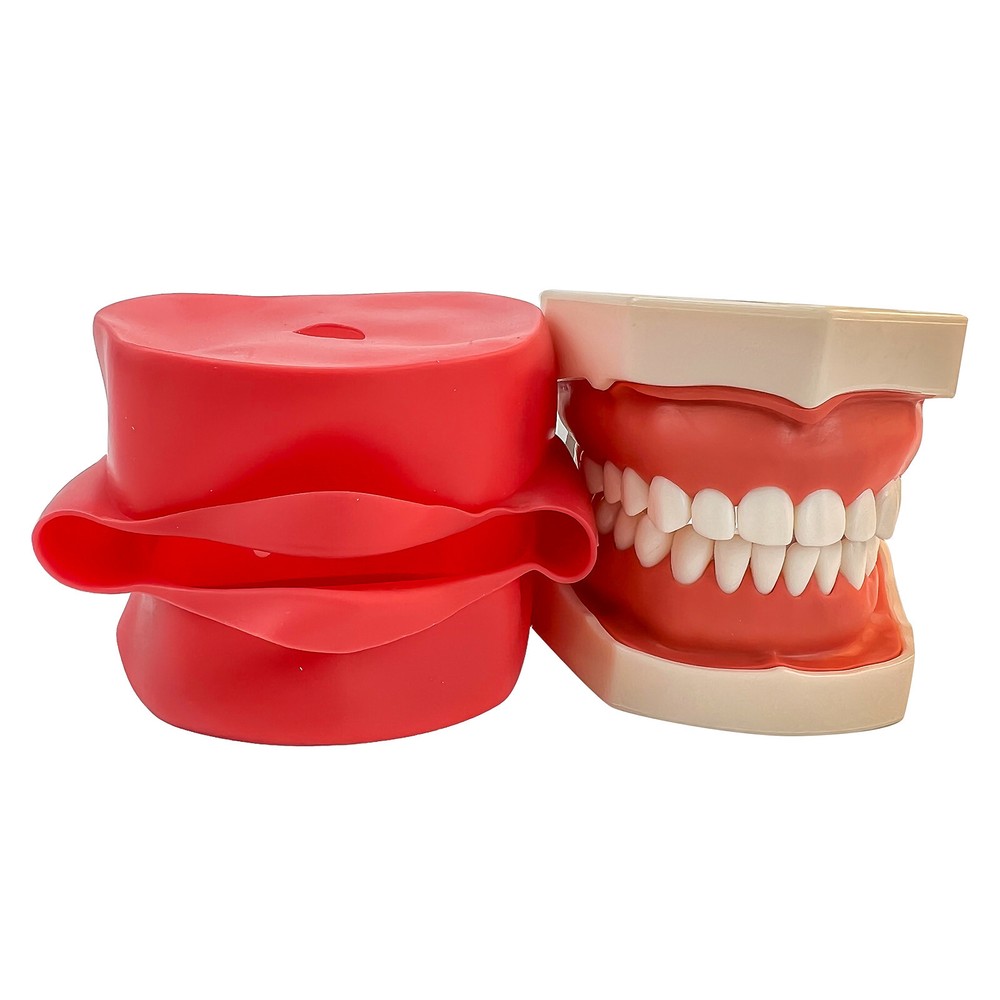 Dental Phantom Head Model Silicone Mask 28Pcs Screw Fixed Teeth Simulation Model