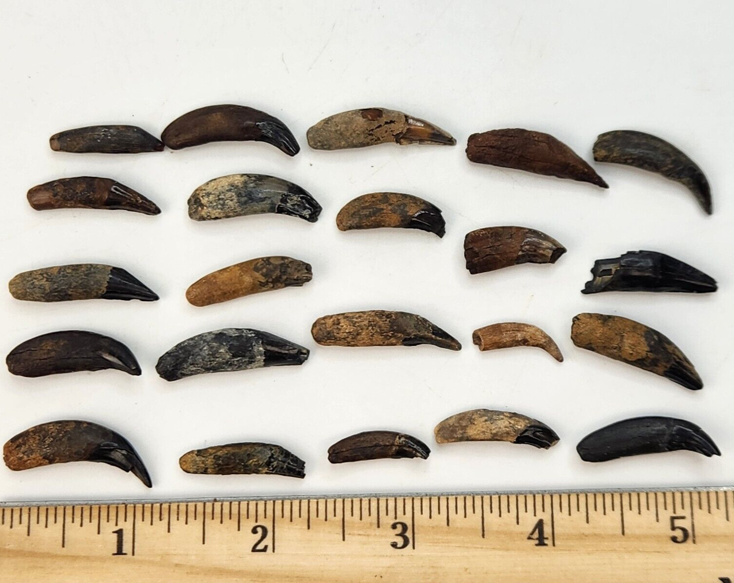 Raccoon Rooted Upper Canine Tooth Fossil - Florida Pleistocene - 1 Per Purchase