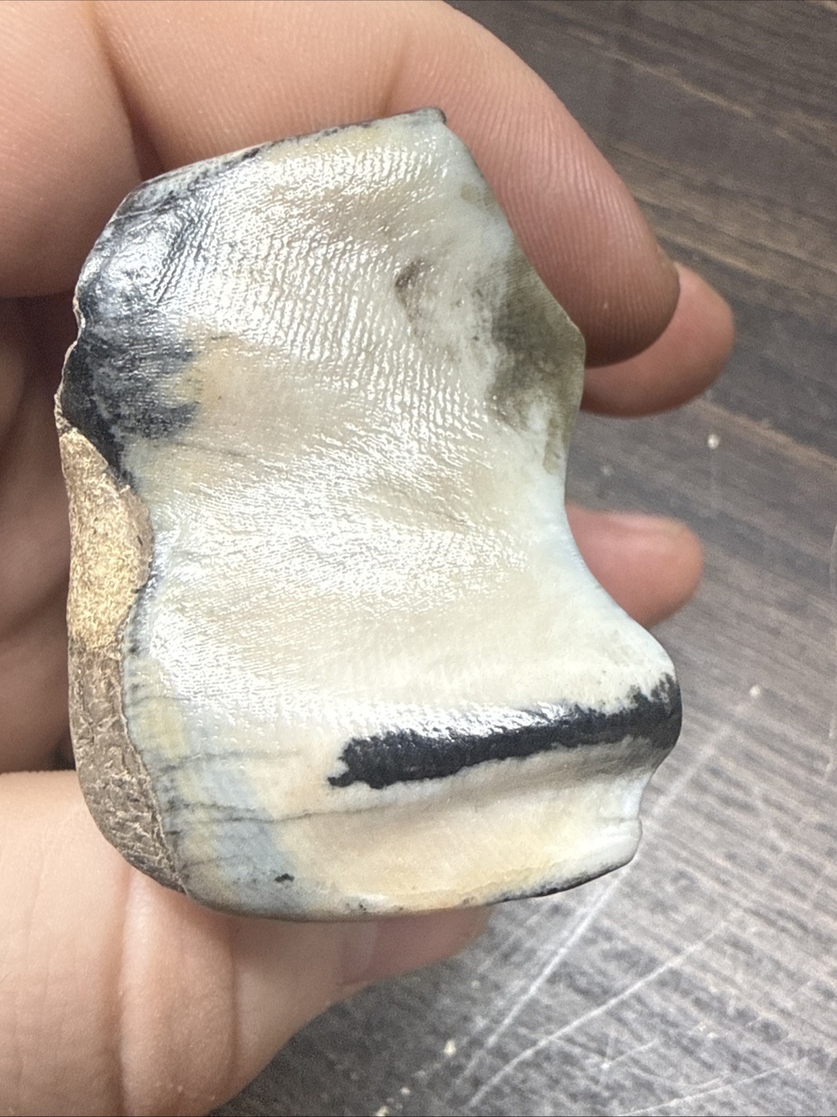 MASSIVE Wooly Rhinoceros Tooth Pleistocene Ice Age Permafrost