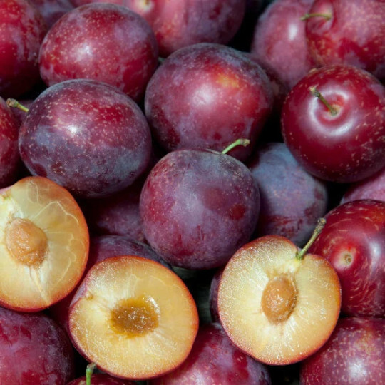 Pluot x Pluerry scions triple pack