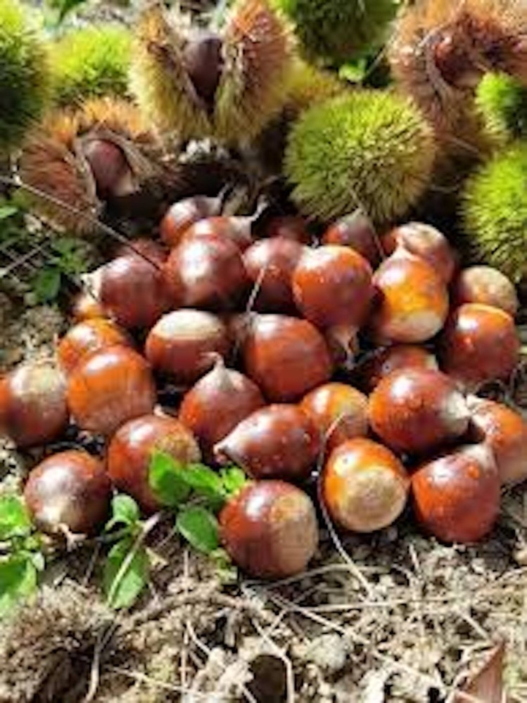 1 Dunstan Chestnut Tree 12-24" Tall Hybrid Tree Bare Root