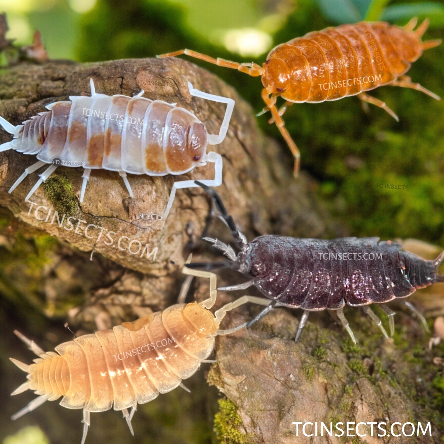Combo Deal | 100+ Party Mix Isopods And 8oz Springtails | FREE SHIPPING!!