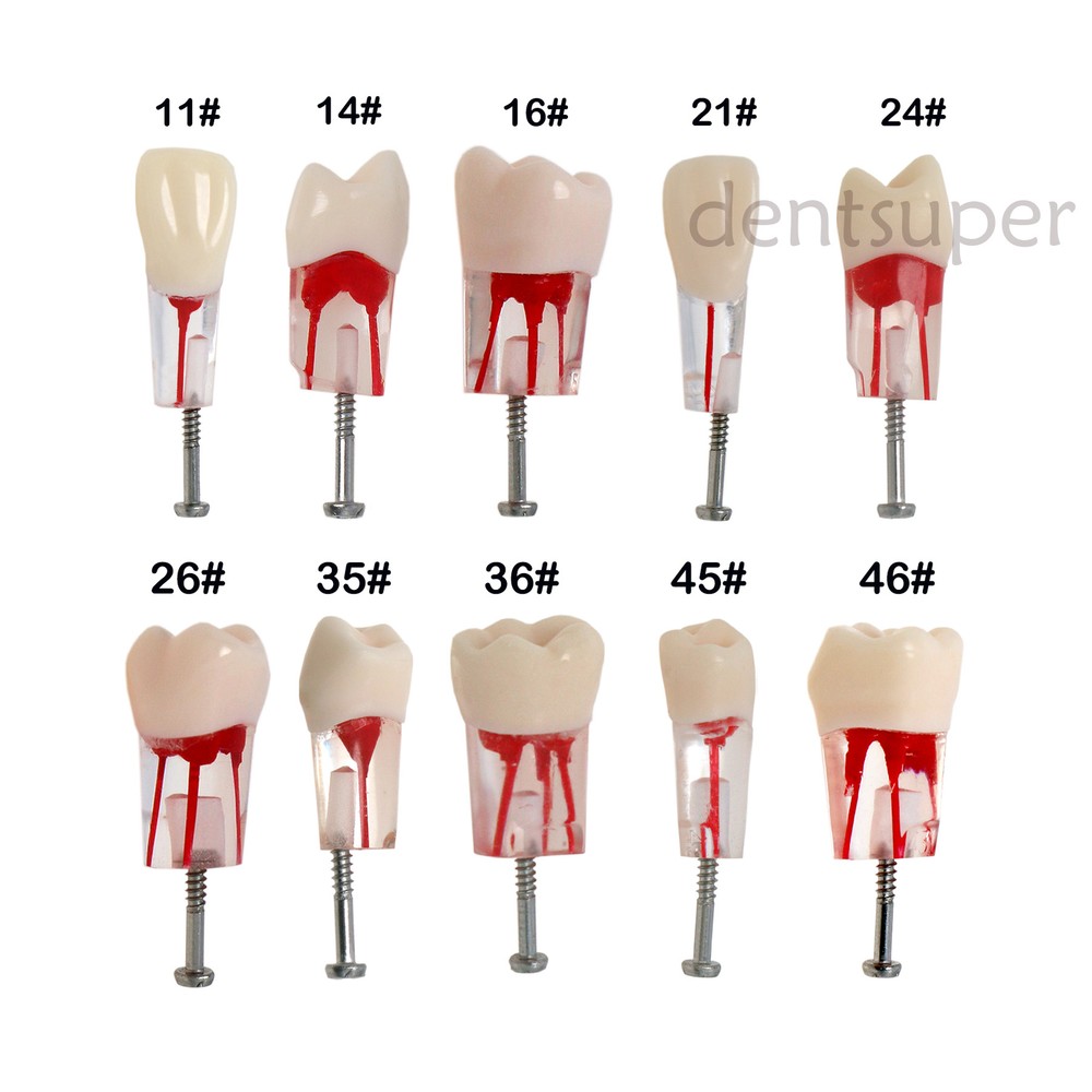 Dental Root Canal RCT Block Pulp Cavity Practice Model for Endo File Study Teeth