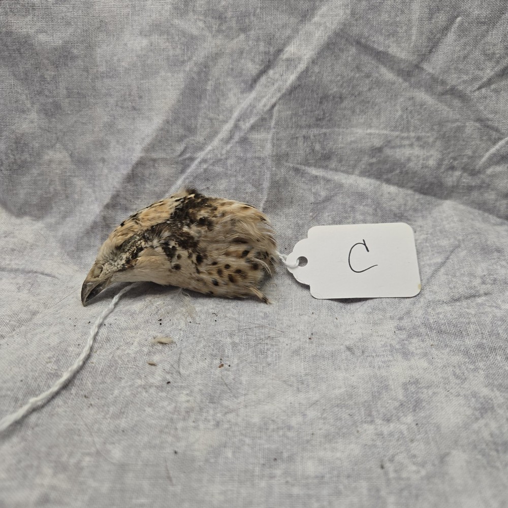1 Dried Quail Head C