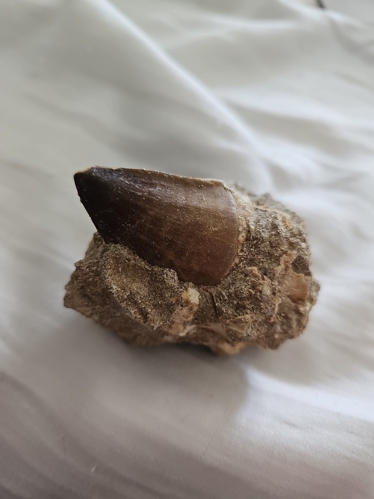 Mosasaurus tooth in Matrix Excellent condition.