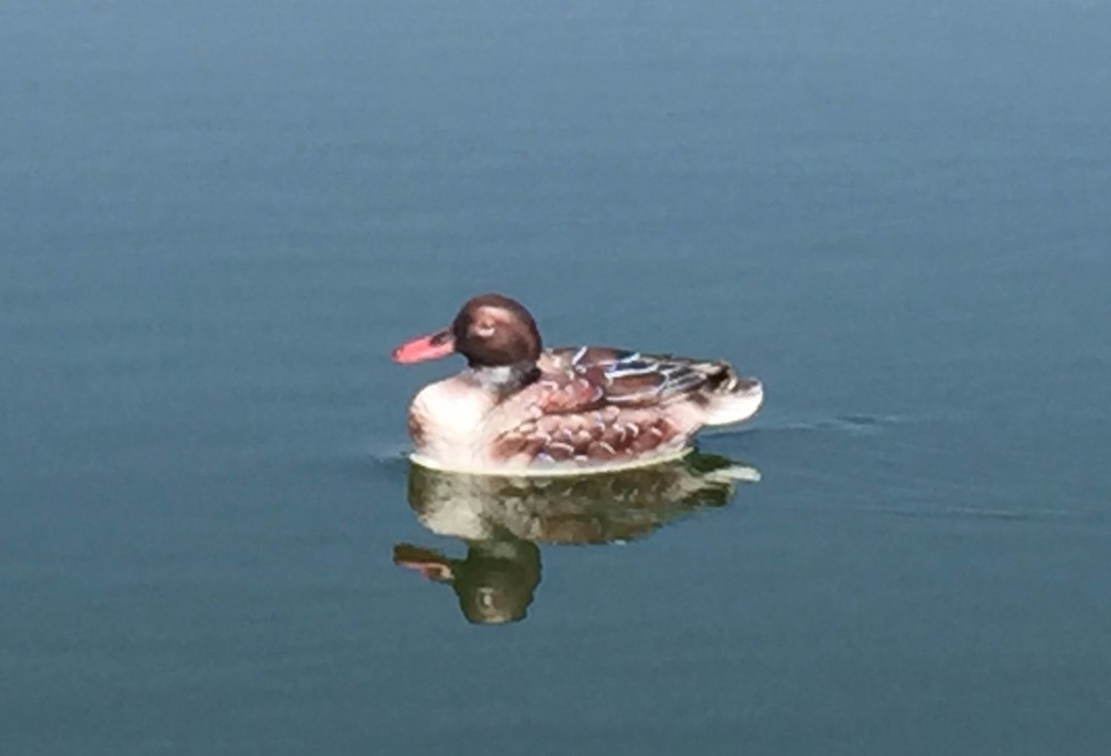 RC Duck Boat - Brown