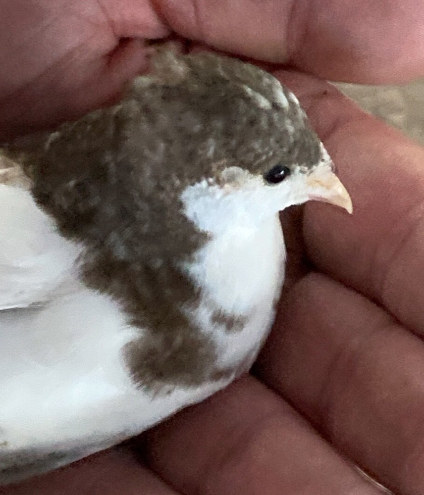 20 BLue Face Only BUTTON QUAIL EGGS These ship USPS PRIORITY READ ALL