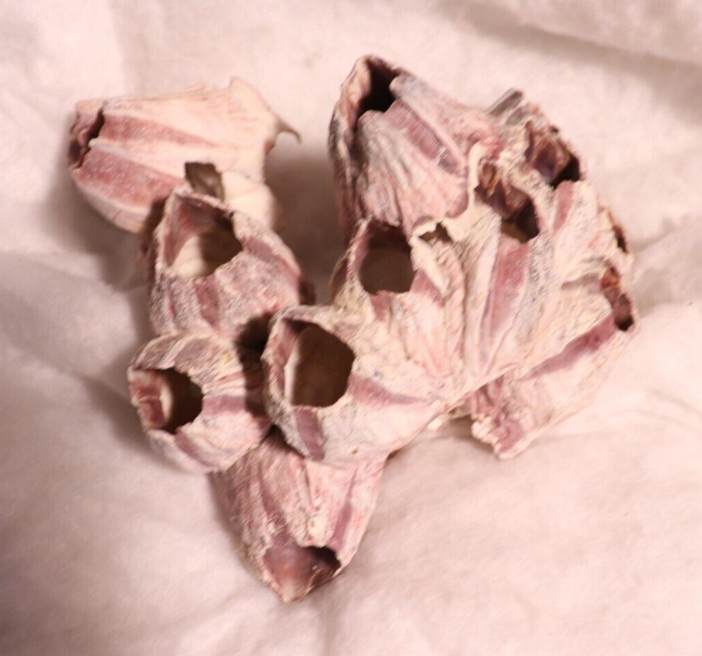 Barnacles Fossil Shell Purple Cluster