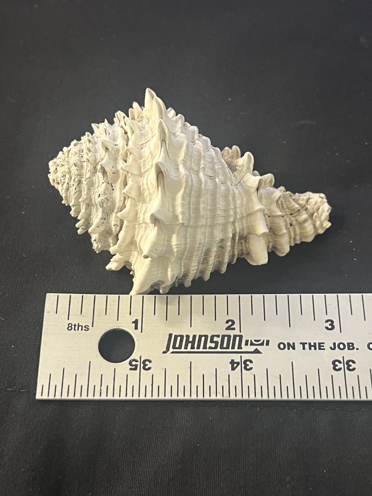 EXTINCT Fossilized VASE Shell From Central Florida, Pliocene Era.