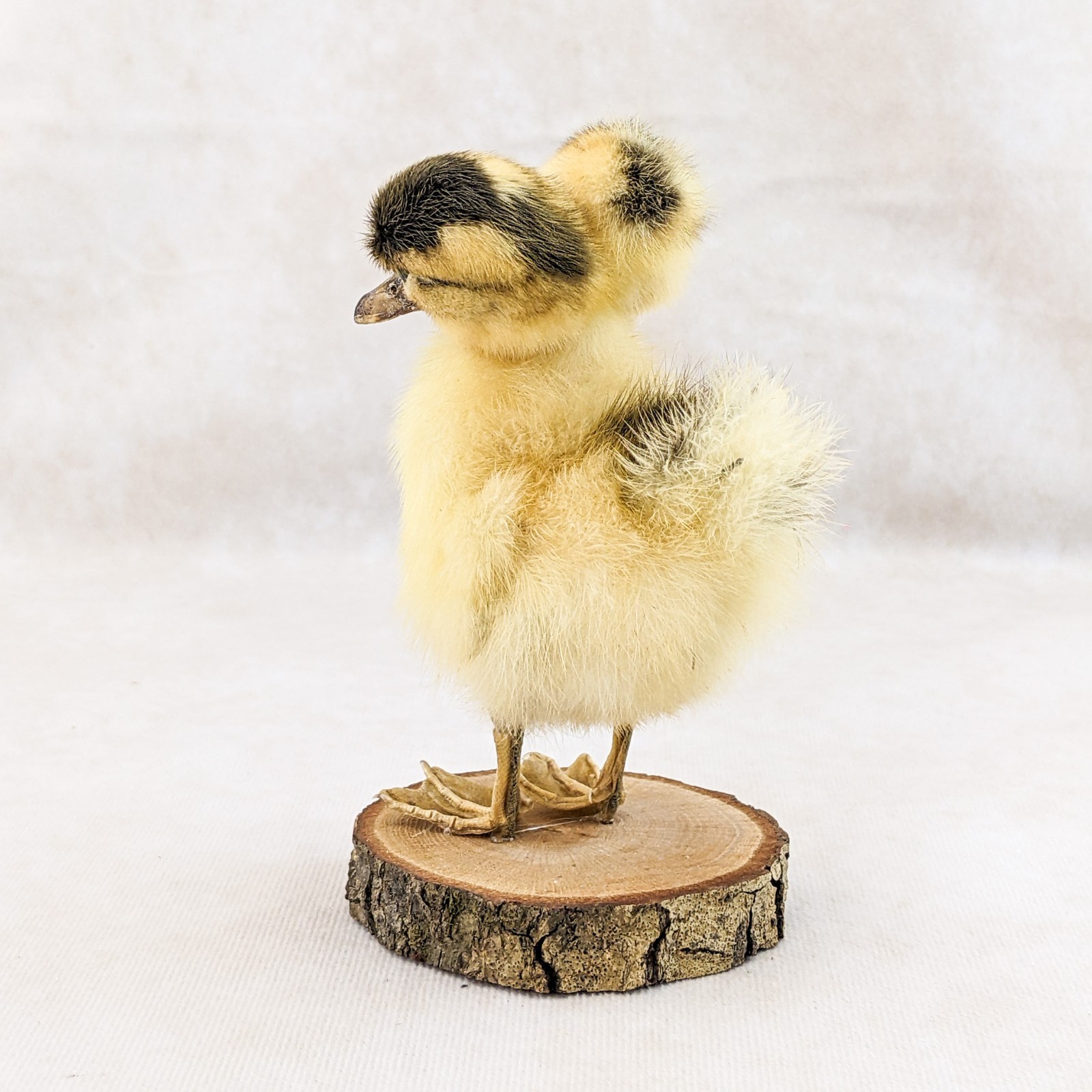 Two Headed Duck Duckling standing on wood species: Anas Platyrhynchos domesticus