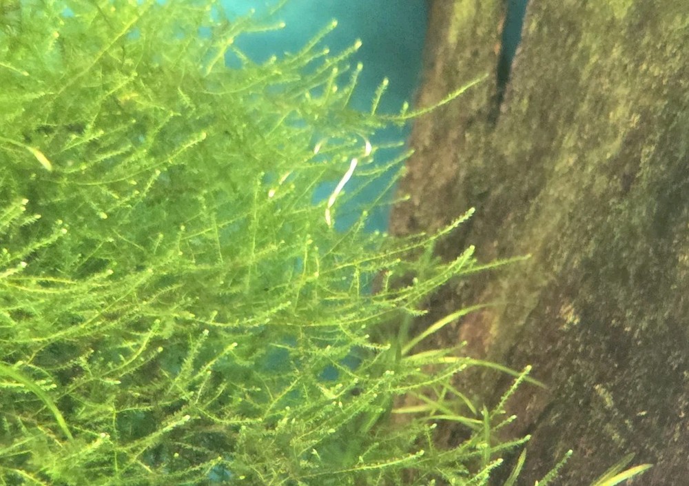 Live Aquarium Plant Water Quality Bundle – Guppy Grass, Frogbit & Java Moss