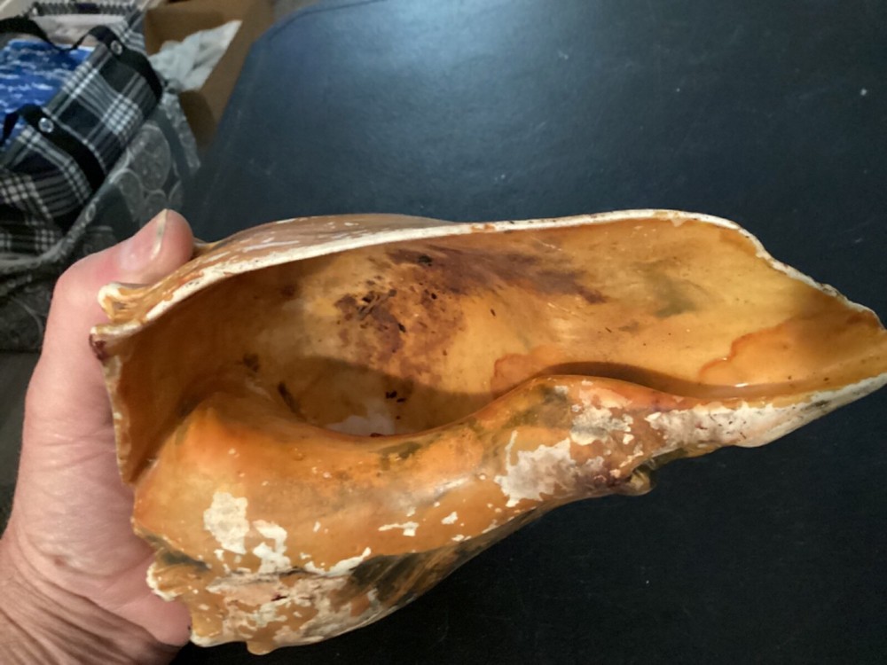 Large Conk Shell that I think has been painted at some point.