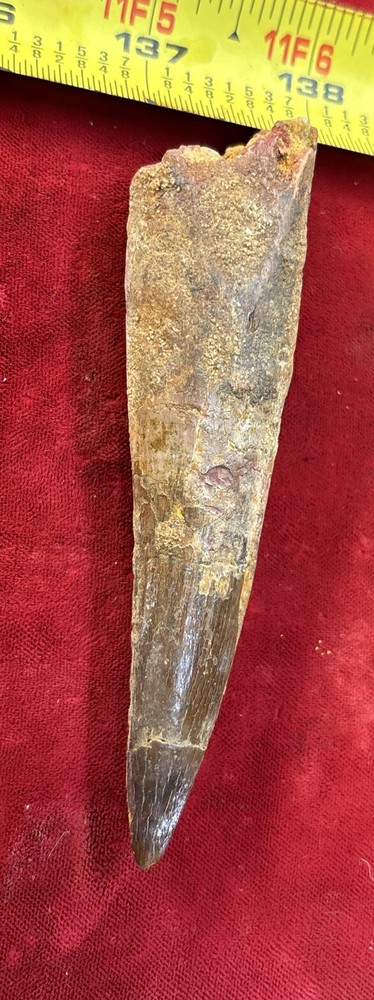 Authentic 4” Spinosaurus Tooth Fossil