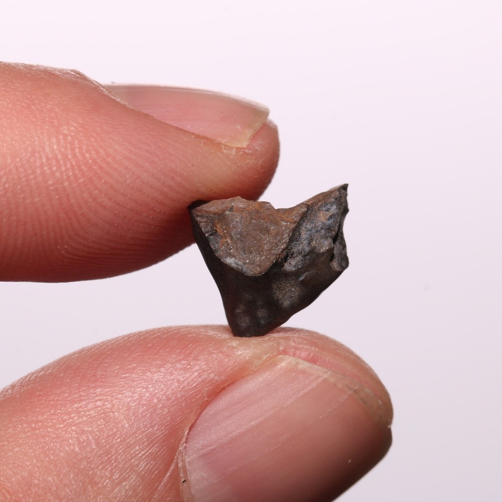 Triceratops Tooth - Hell Creek Formation Cretaceous